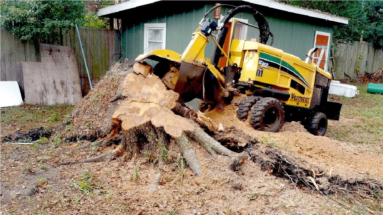 The Process of Grinding Large Tree Stumps: What You Need to Know