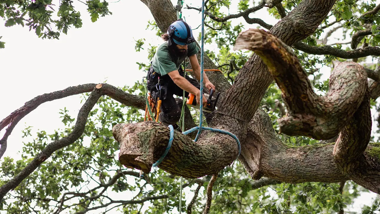 Professional Tree Services: Why They Are Crucial for Your Yard’s Health