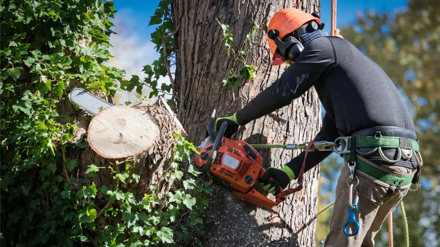 Ultimate Guide to Safe and Efficient Tree Removal Near Me