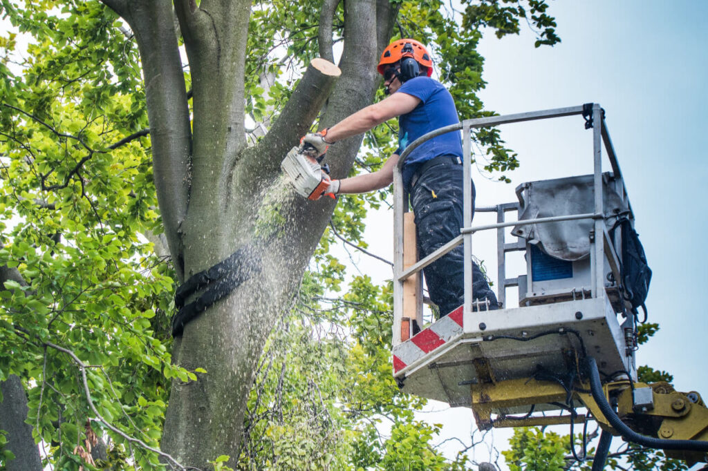 Tree Removal Services