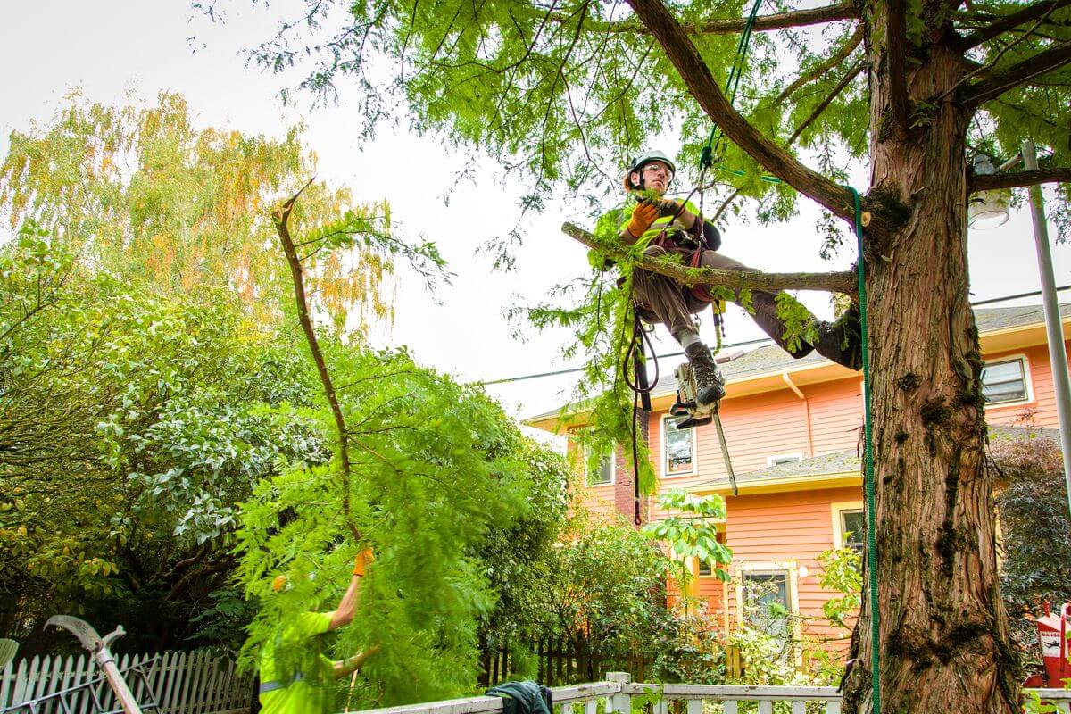 Essential Tree Pruning Services for Healthy Growth
