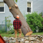 Professional Tree Removal
