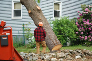 Professional Tree Removal
